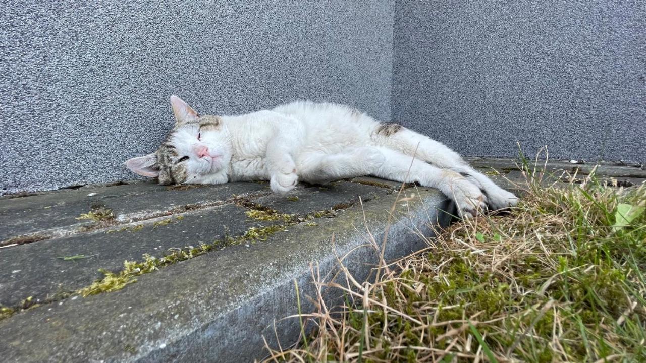 Willa Agroturystyka Zielone Zacisze Łagów Zewnętrze zdjęcie